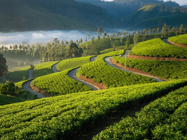 Wayanad misty hills tea estates Western Ghats